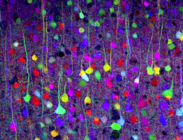 5. How to use your voice and body language to communicate well